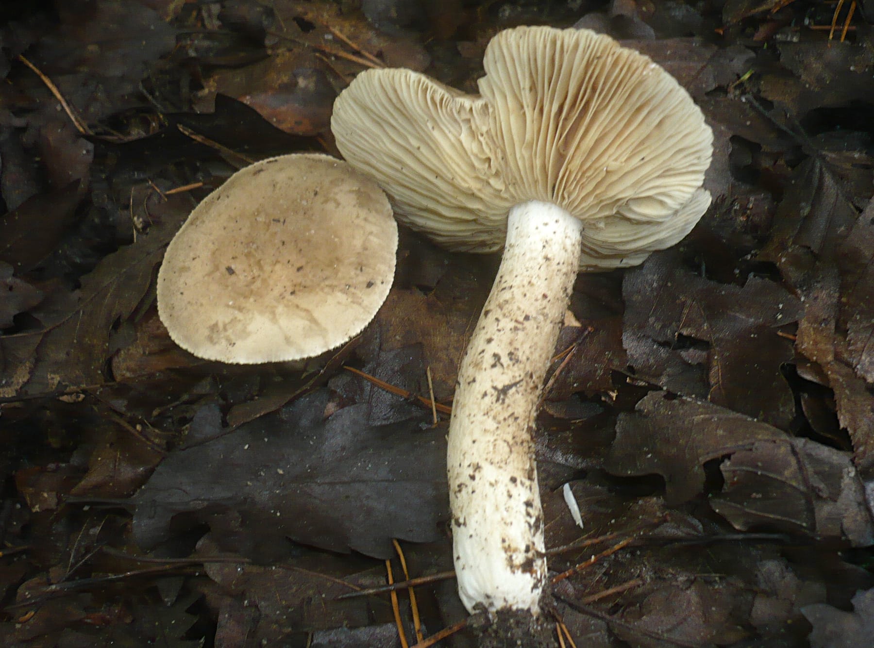 Mleczaj bezstrefowy (Lactarius azonites) — zdjęcie 1 z 4