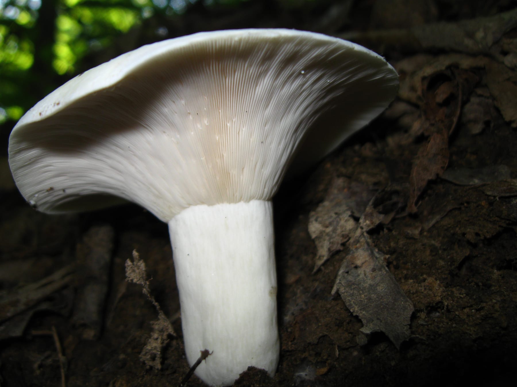 Mleczaj biel (Lactarius piperatus) — zdjęcie 1 z 4
