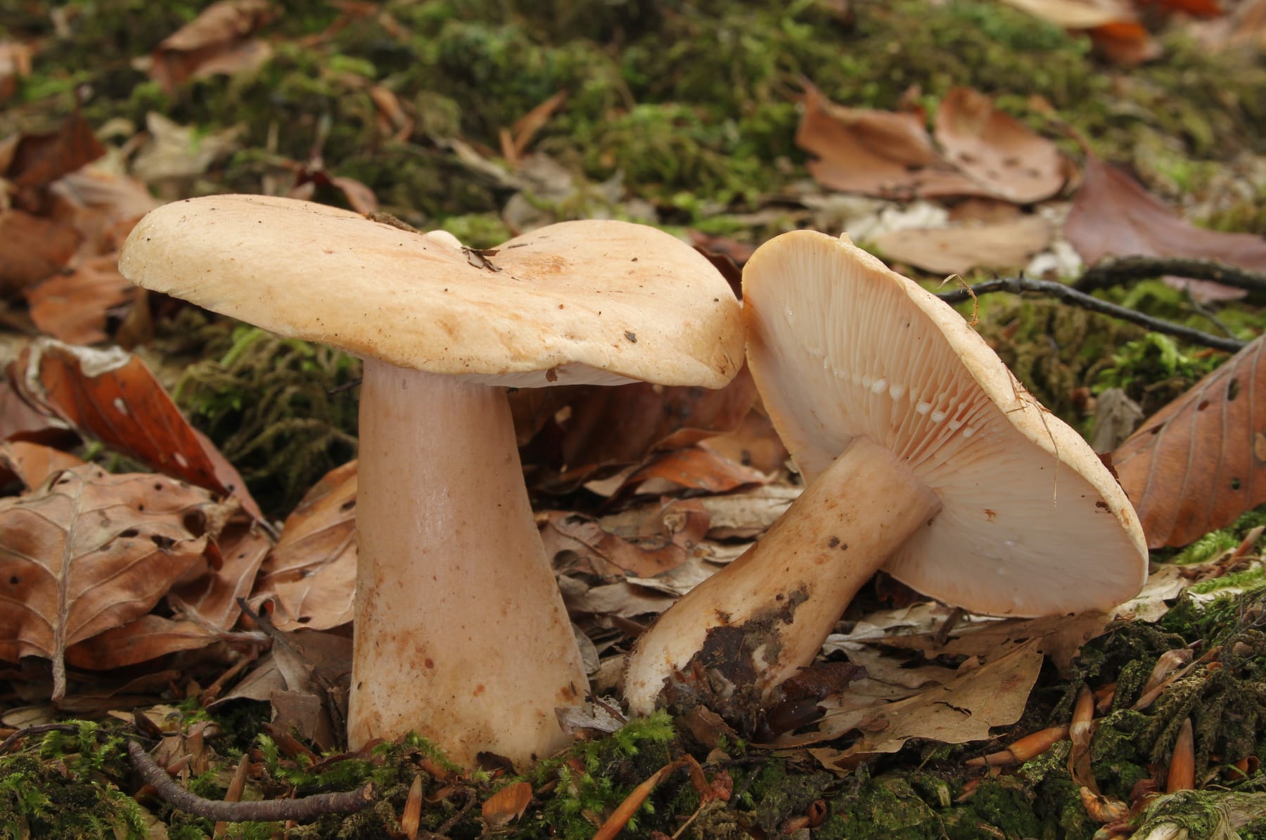 Mleczaj bladawy (Lactarius pallidus) — zdjęcie 1 z 4