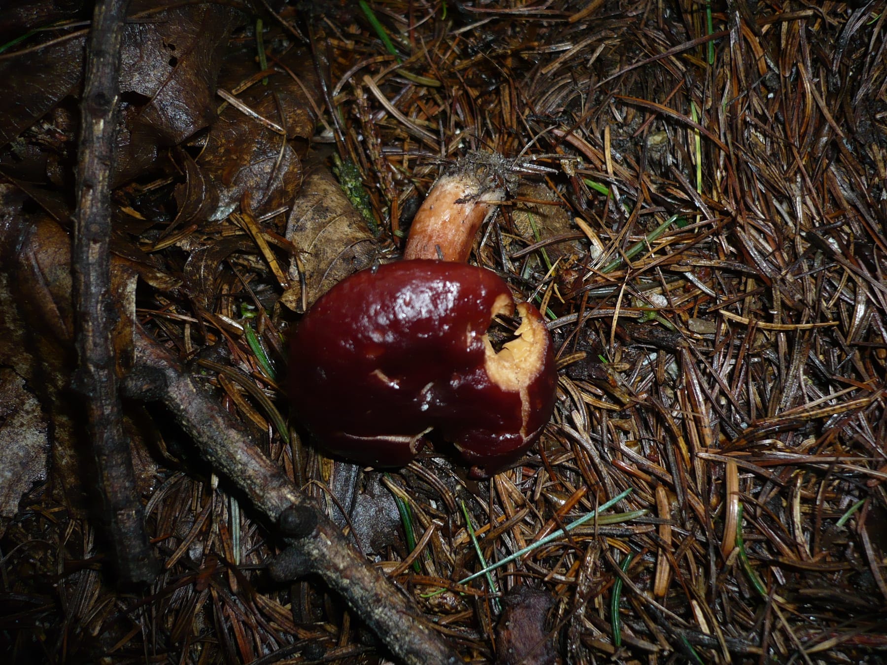 Mleczaj brązowy (Lactarius badiosanguineus) — zdjęcie 1 z 4
