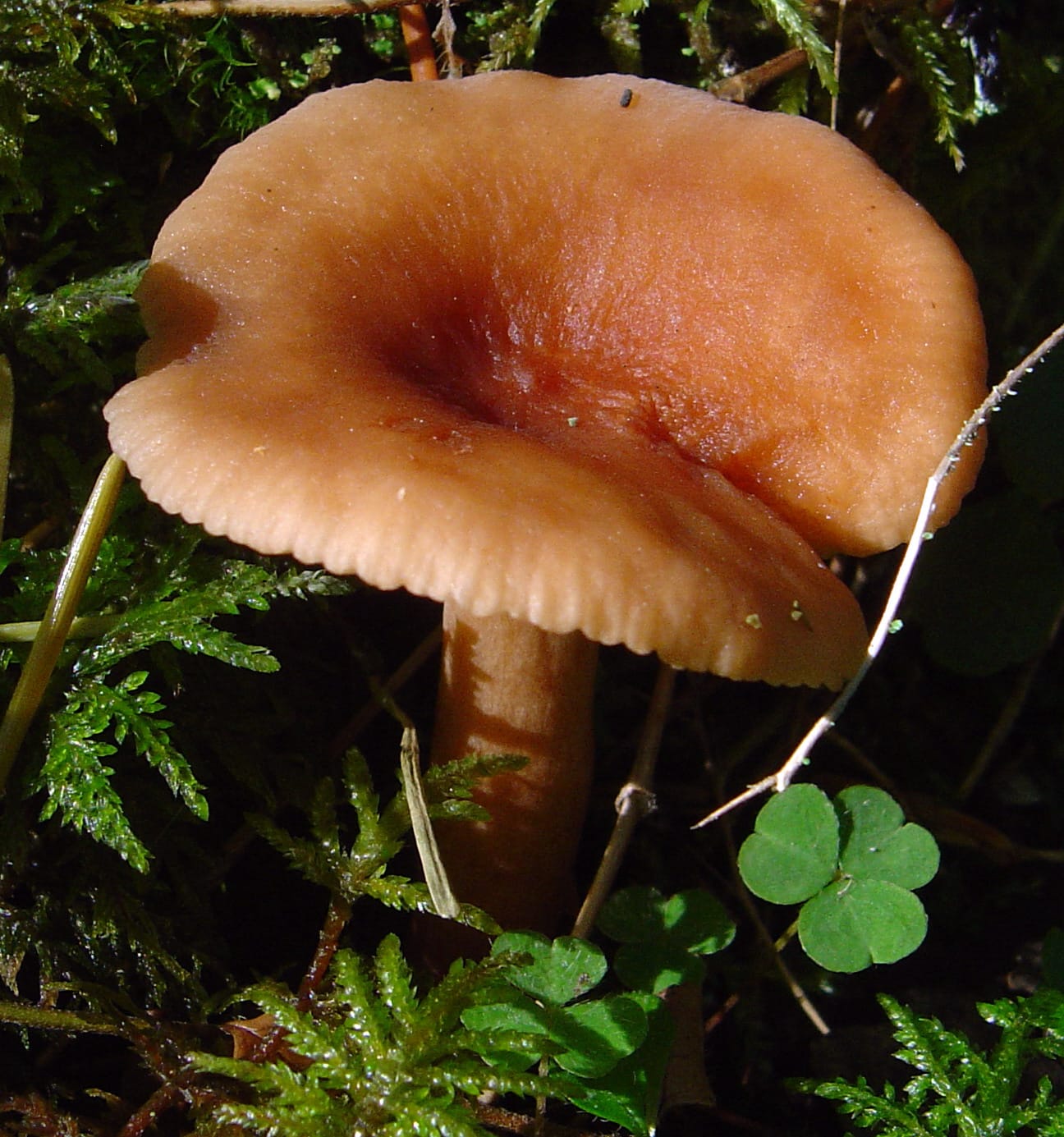 Mleczaj brzozowy (Lactarius tabidus) — zdjęcie 1 z 4