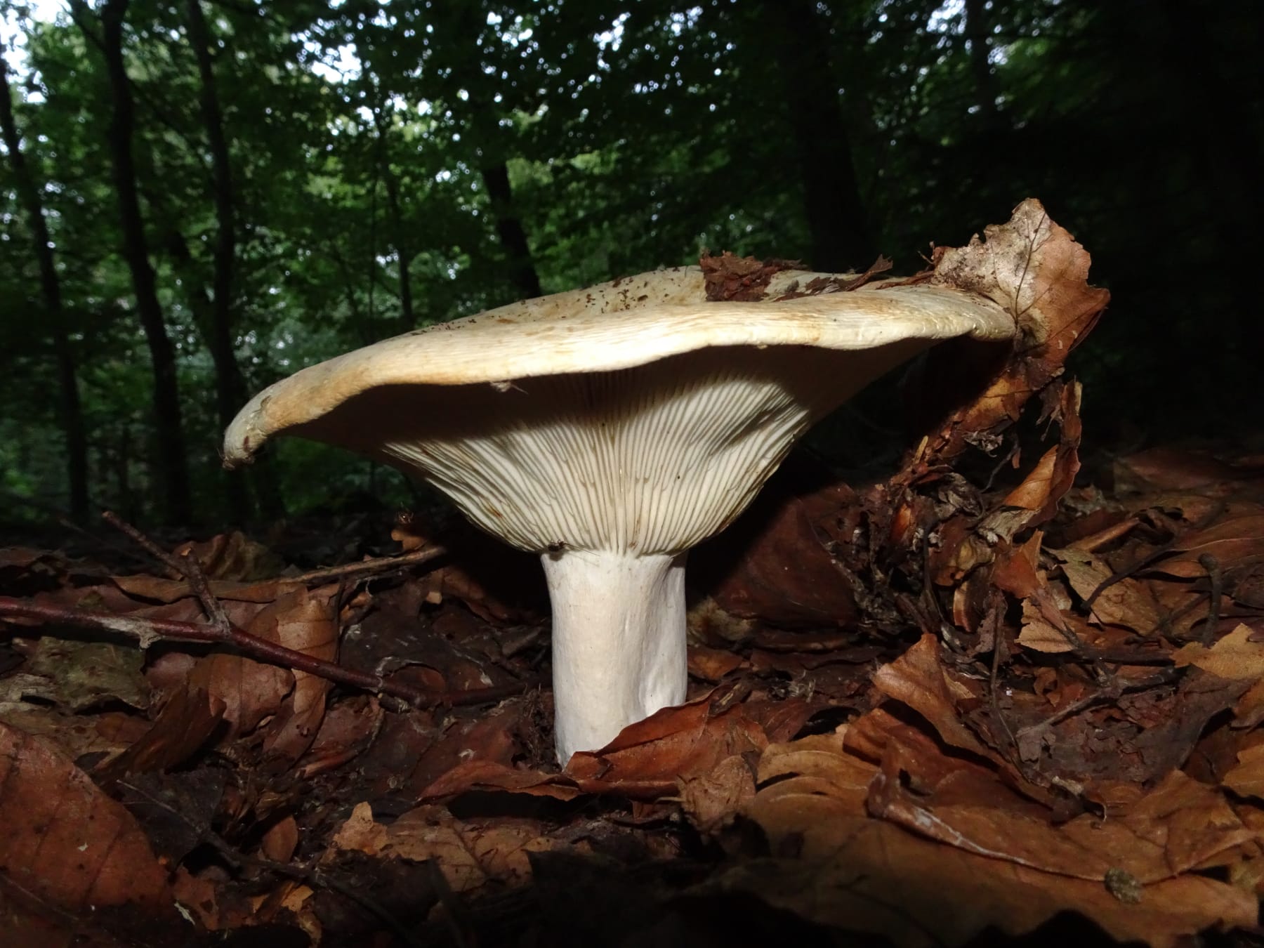 Mleczaj chrząstka (Lactarius vellereus)