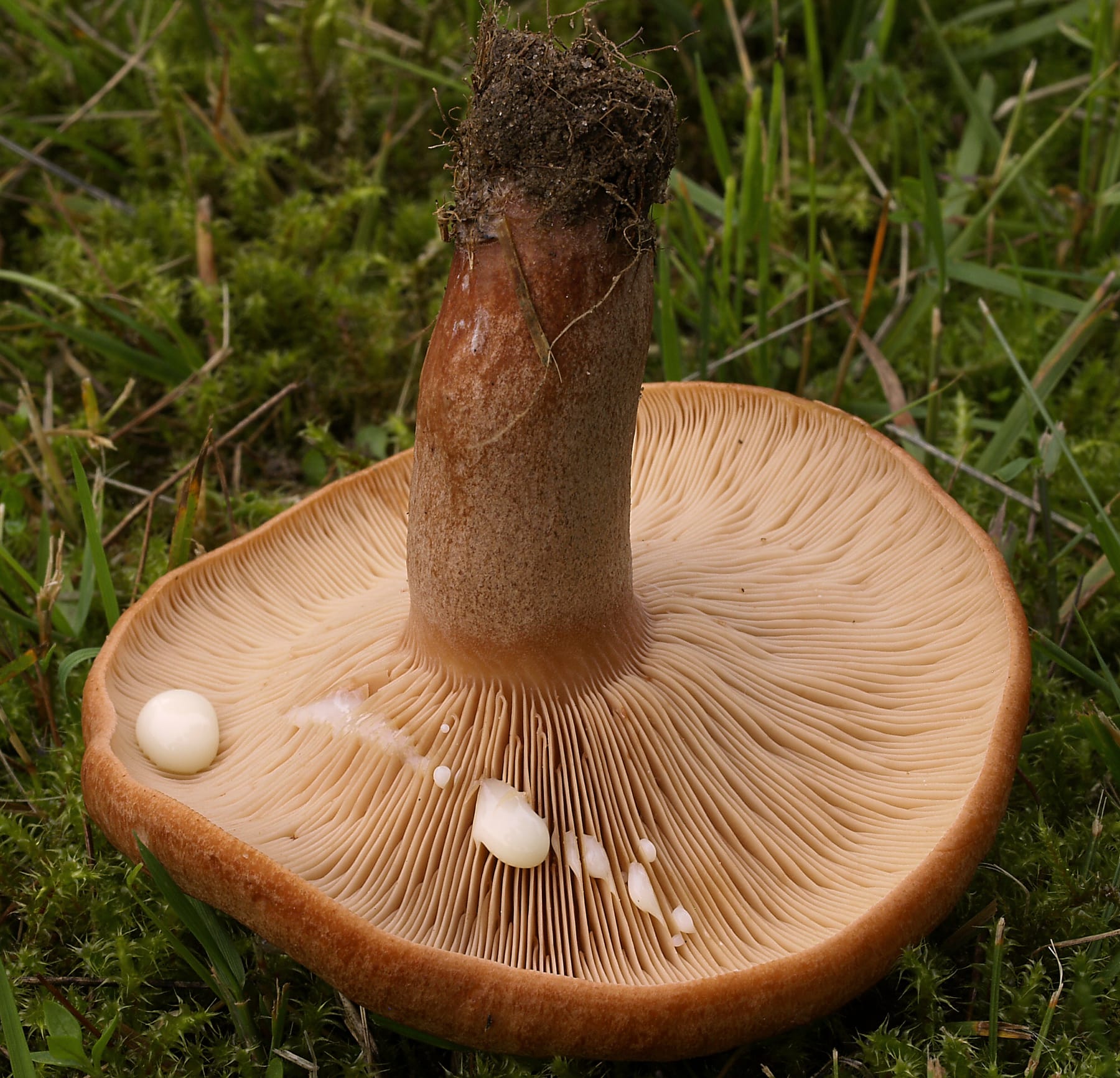Mleczaj dębowy (Lactarius quietus) — zdjęcie 1 z 4
