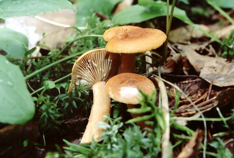 Mleczaj delikatny (Lactarius mitissimus) — zdjęcie 1 z 4