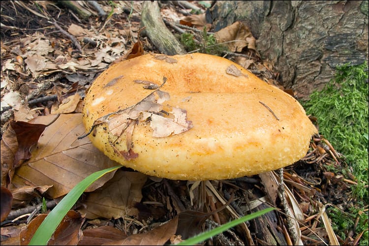 Mleczaj dołkowany (Lactarius scrobiculatus)