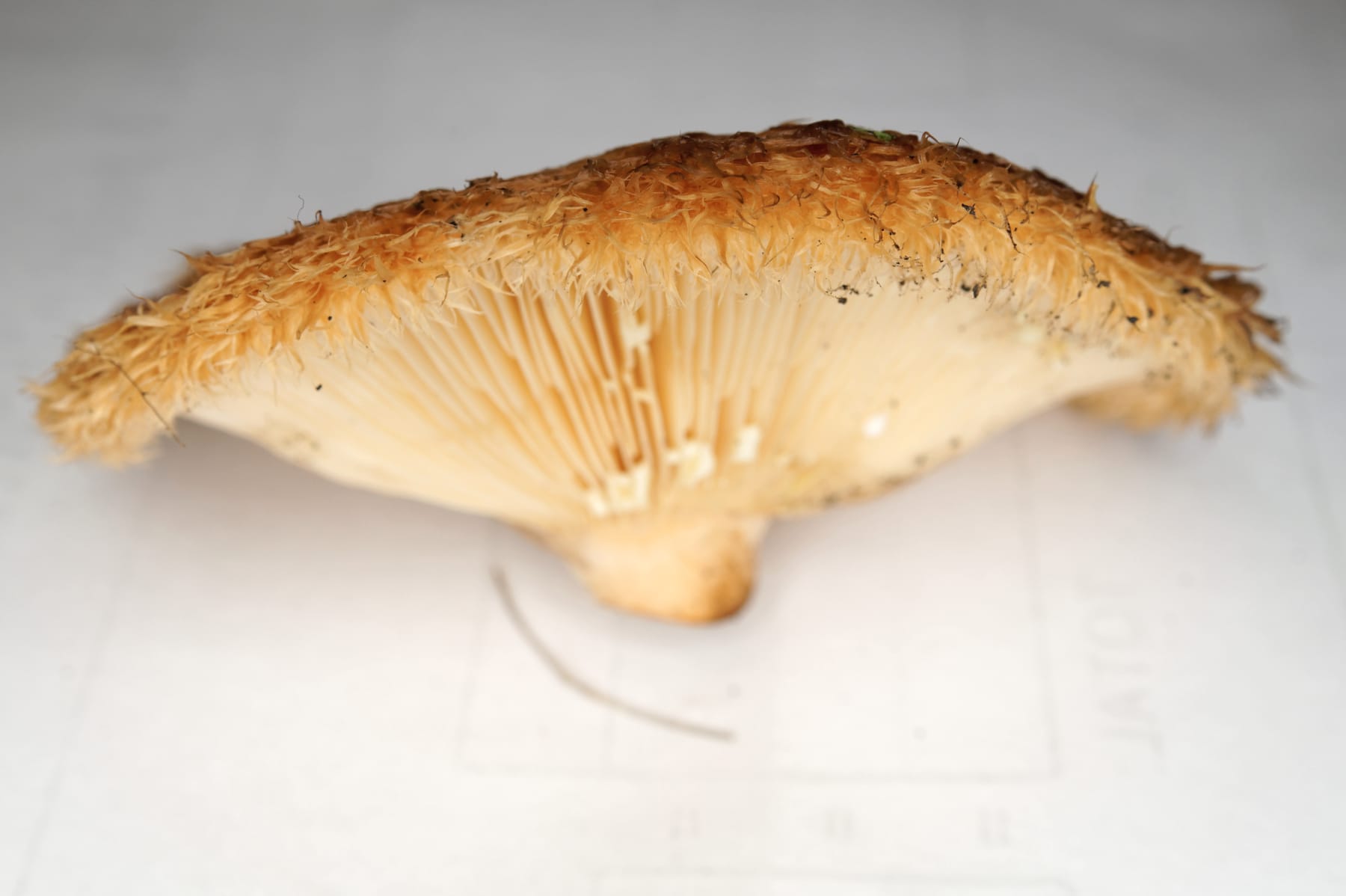 Mleczaj francuski (Lactarius mairei) — zdjęcie 1 z 4