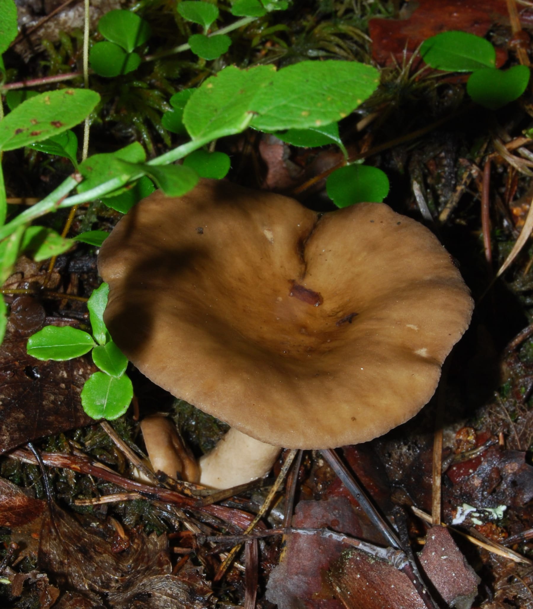 Mleczaj jelonek (Lactarius fuliginosus) — zdjęcie 1 z 4