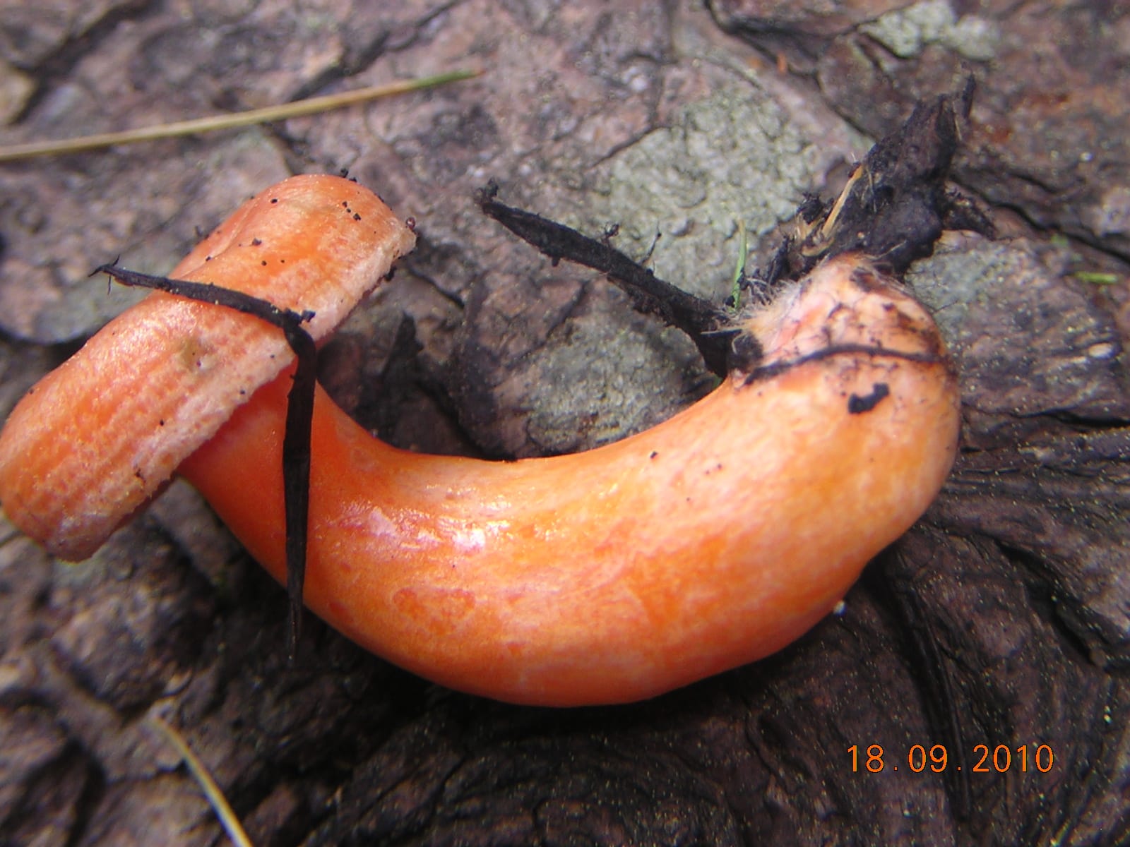 Mleczaj jodłowy (Lactarius salmonicolor) — zdjęcie 1 z 4