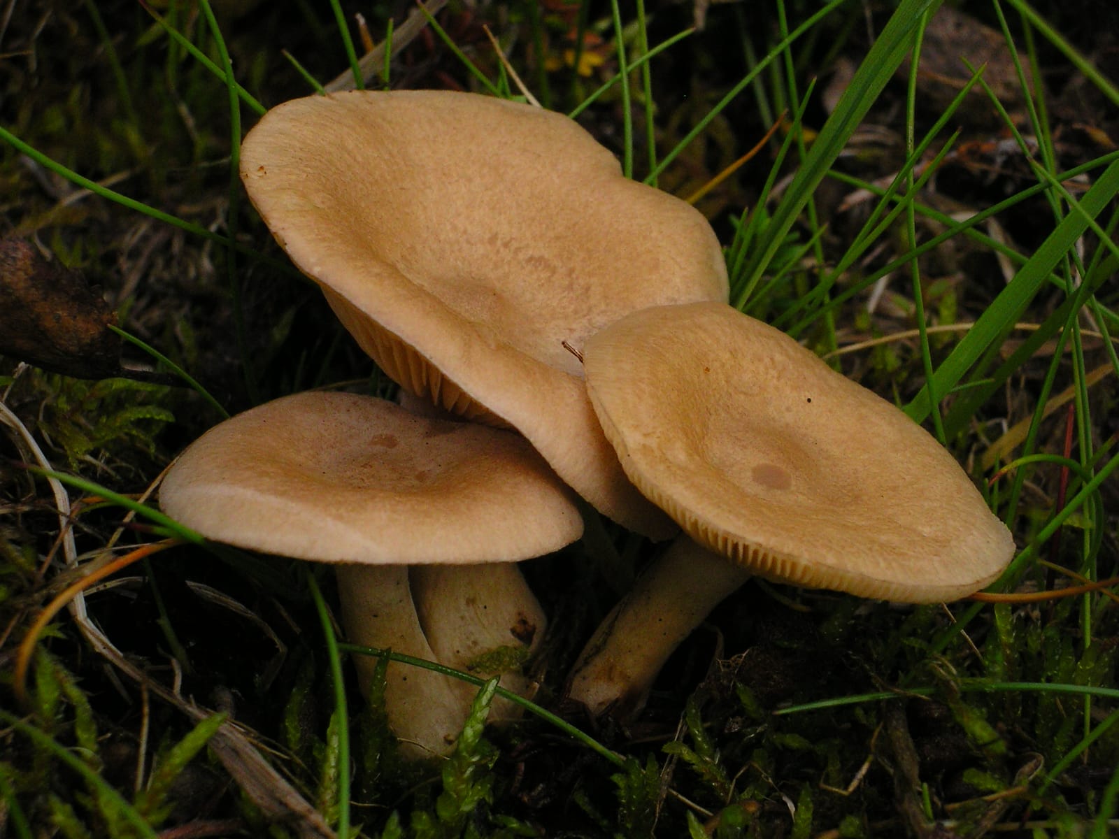 Mleczaj kokosowy (Lactarius glyciosmus) — zdjęcie 1 z 4