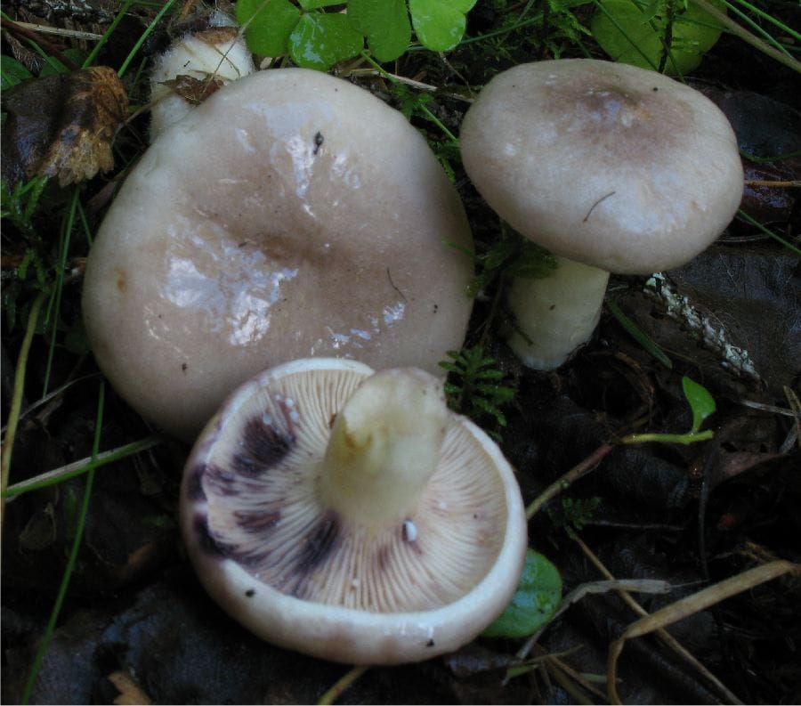 Mleczaj lepki (Lactarius uvidus) — zdjęcie 1 z 4