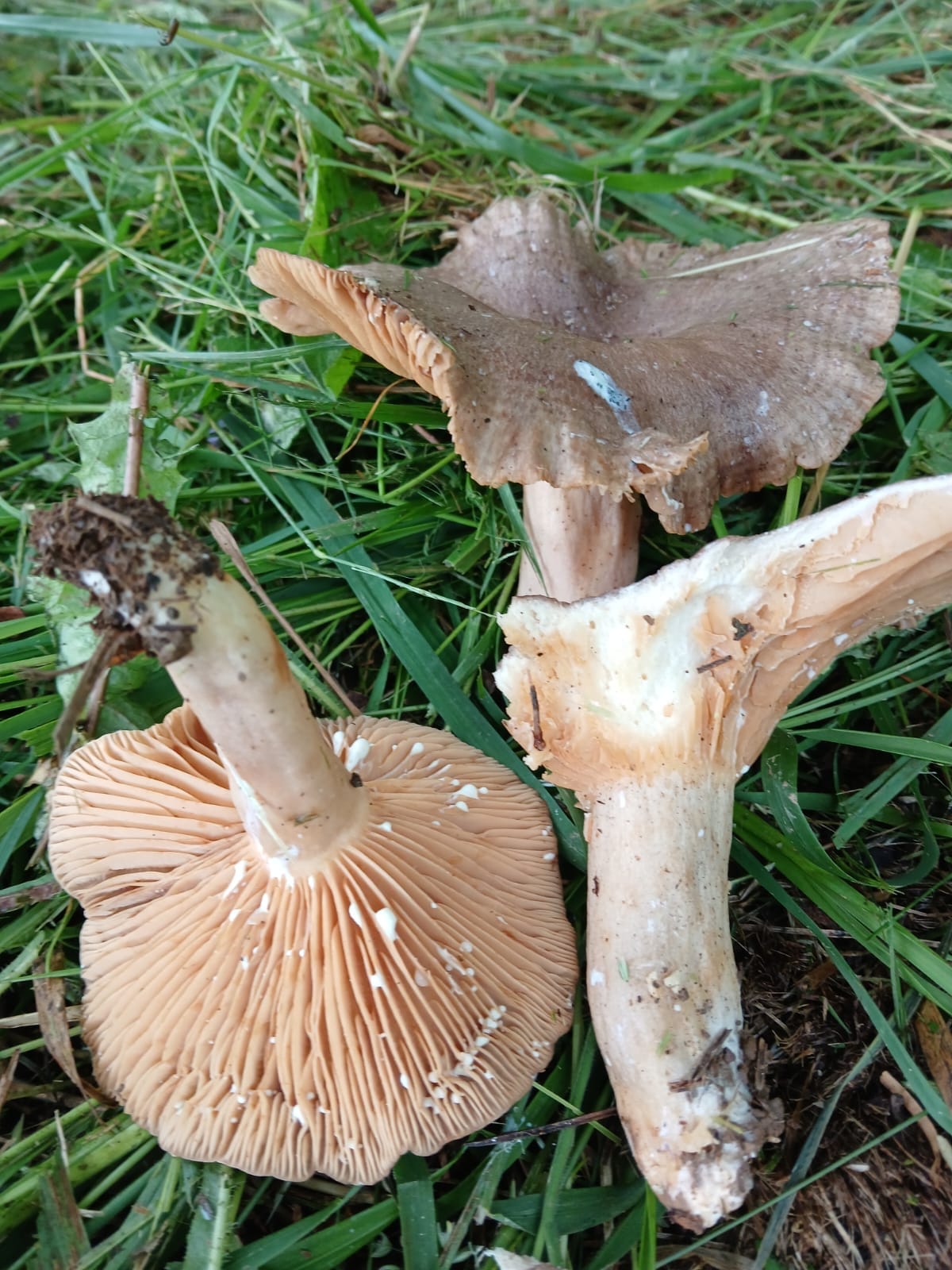 Mleczaj leszczynowy (Lactarius pyrogalus) — zdjęcie 1 z 4