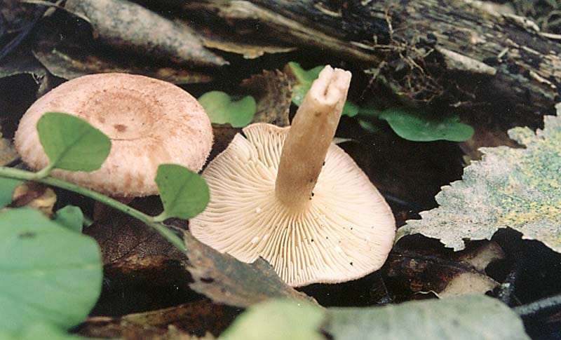 Mleczaj łuseczkowaty (Lactarius spinosulus) — zdjęcie 1 z 3