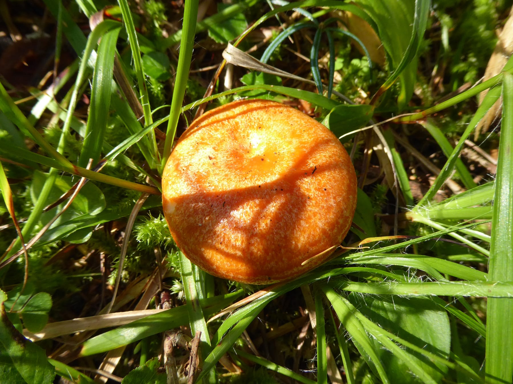 Mleczaj modrzewiowy (Lactarius porninsis)