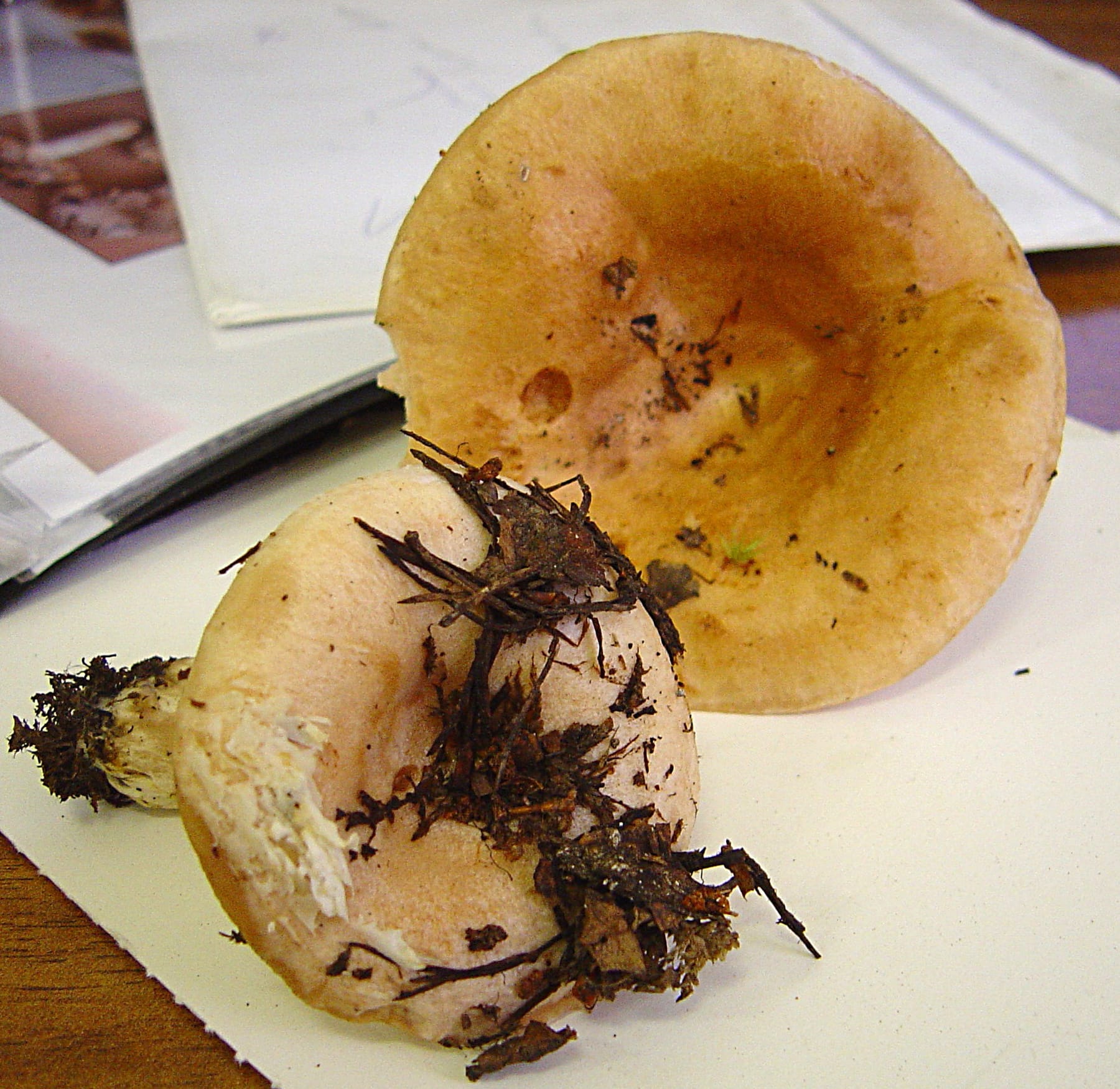 Mleczaj moszczobarwny (Lactarius musteus) — zdjęcie 1 z 4