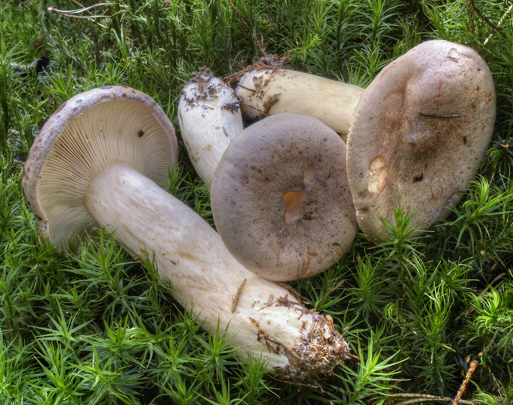 Mleczaj niebieskawy (Lactarius trivialis) — zdjęcie 1 z 4