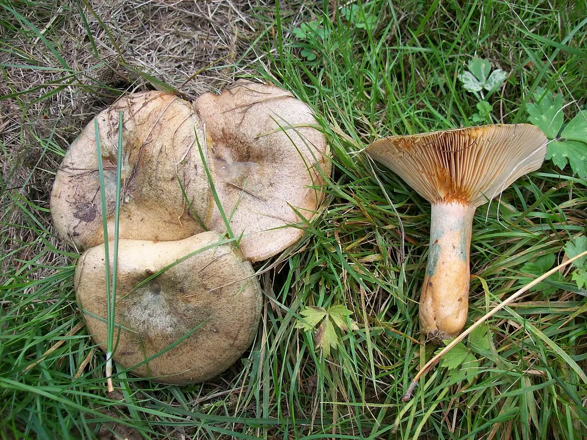 Mleczaj niebieszczejący (Lactarius quieticolor) — zdjęcie 1 z 4