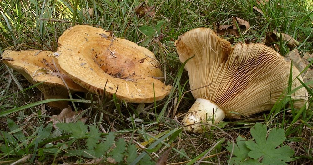 Mleczaj niesmaczny (Lactarius insulsus) — zdjęcie 1 z 4