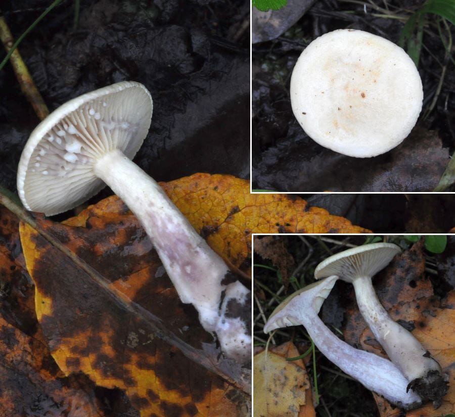Mleczaj obrzeżony (Lactarius aspideus) — zdjęcie 1 z 2