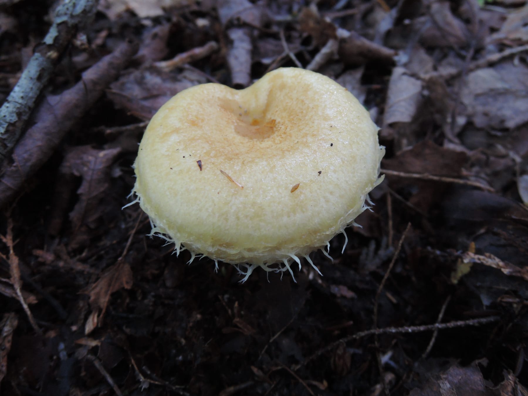Mleczaj okazały (Lactarius resimus) — zdjęcie 1 z 4
