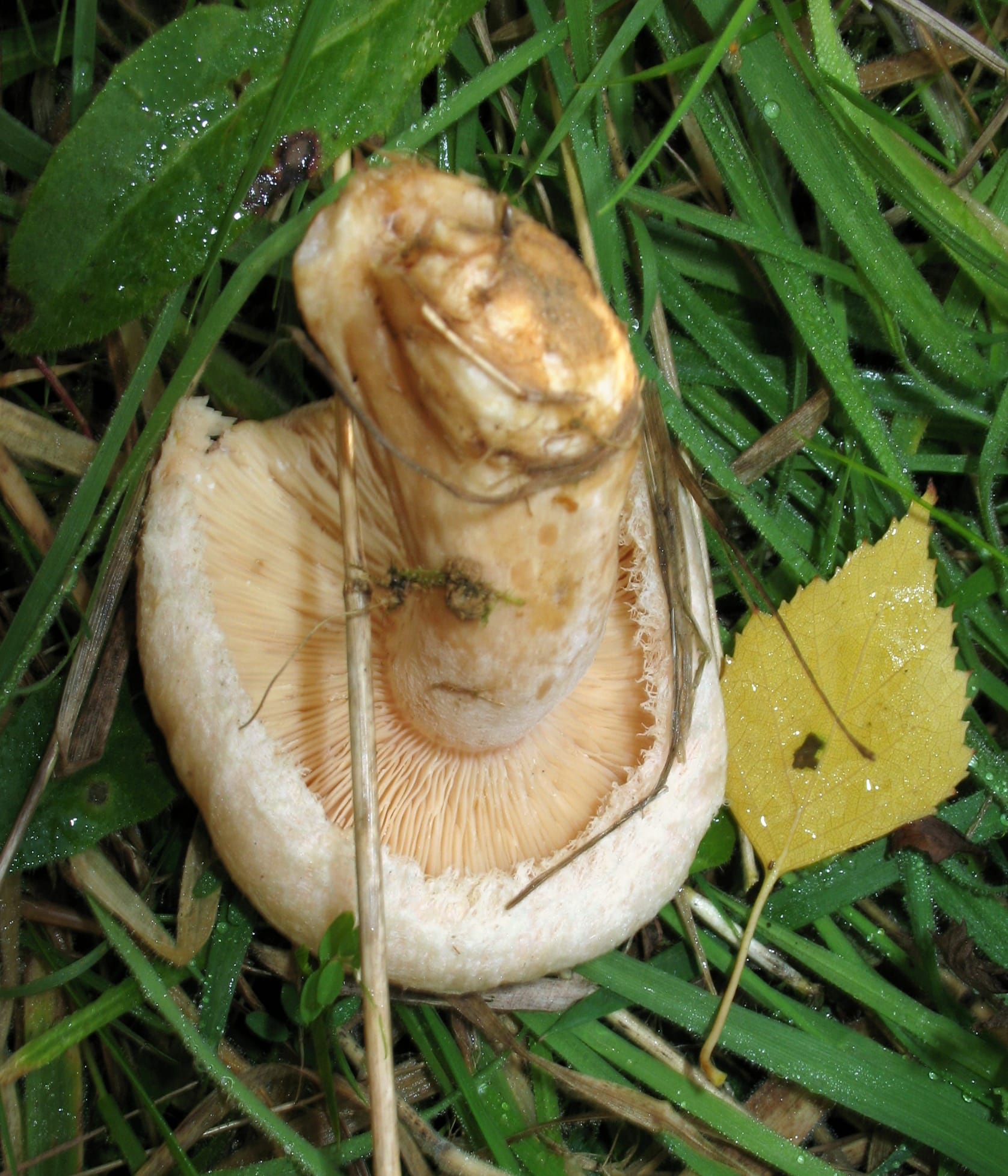 Mleczaj omszony (Lactarius pubescens) — zdjęcie 1 z 4
