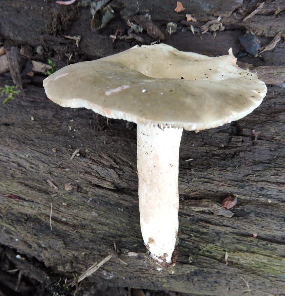 Mleczaj ostry (Lactarius acris) — zdjęcie 1 z 4