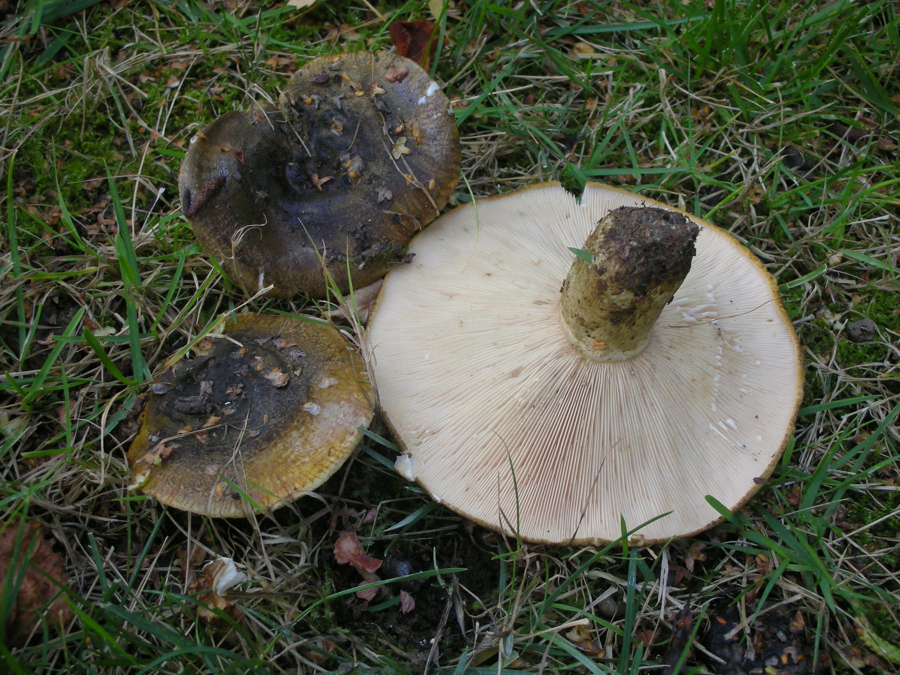 Mleczaj paskudnik (Lactarius necator) — zdjęcie 1 z 4
