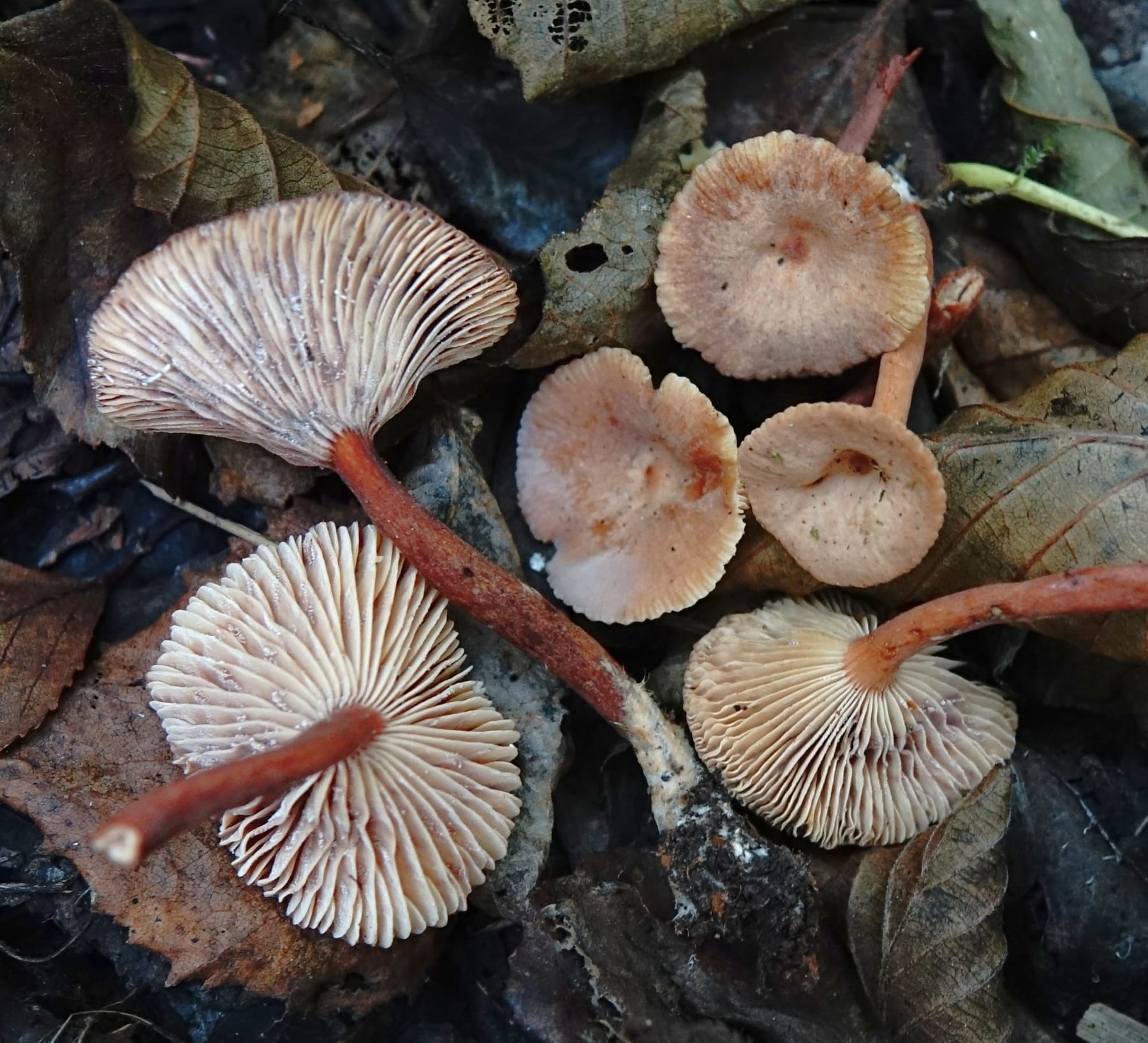 Mleczaj pępówkowy (Lactarius omphaliiformis) — zdjęcie 1 z 2