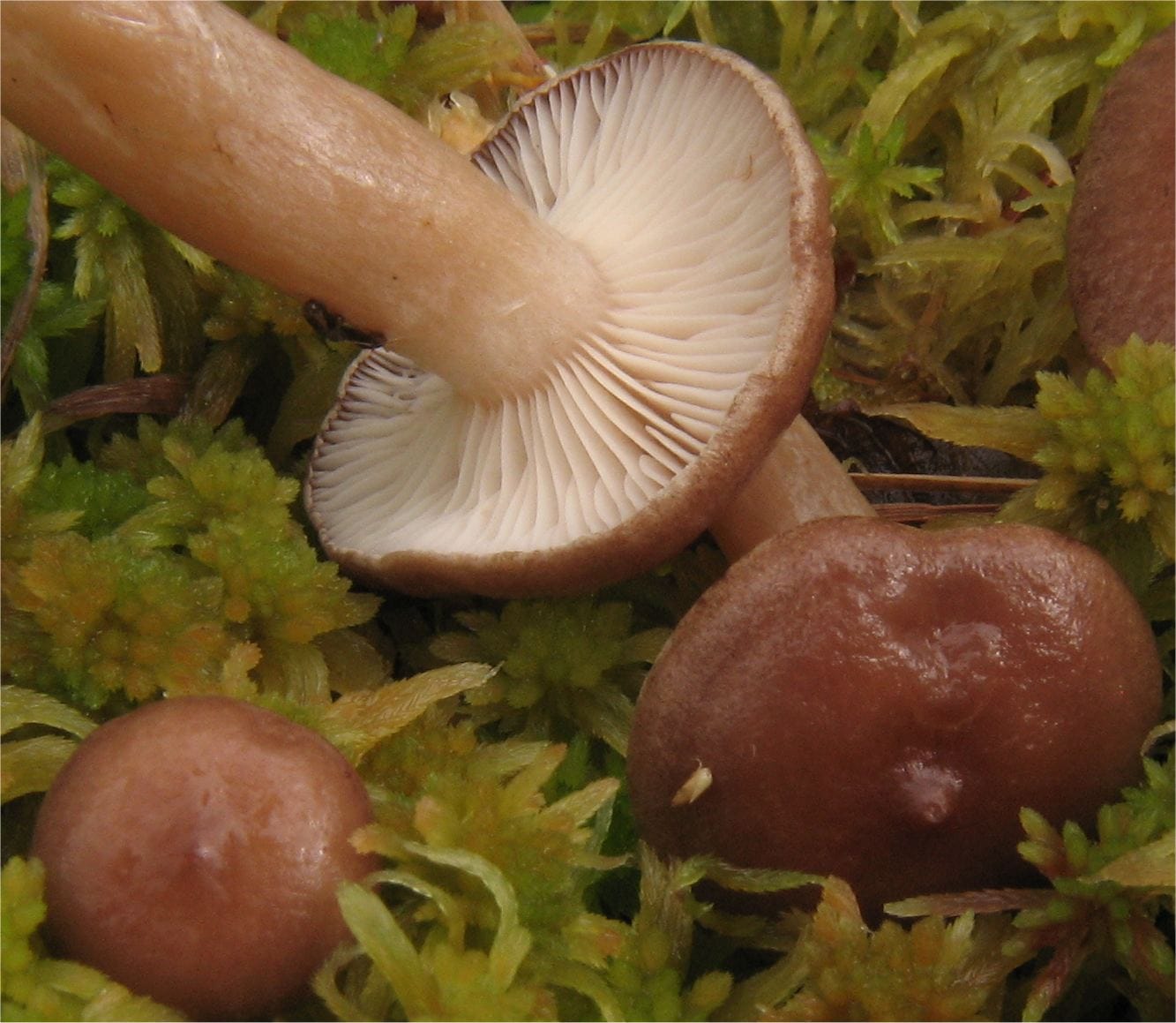 Mleczaj pilatii (Lactarius pilatii) — zdjęcie 1 z 2