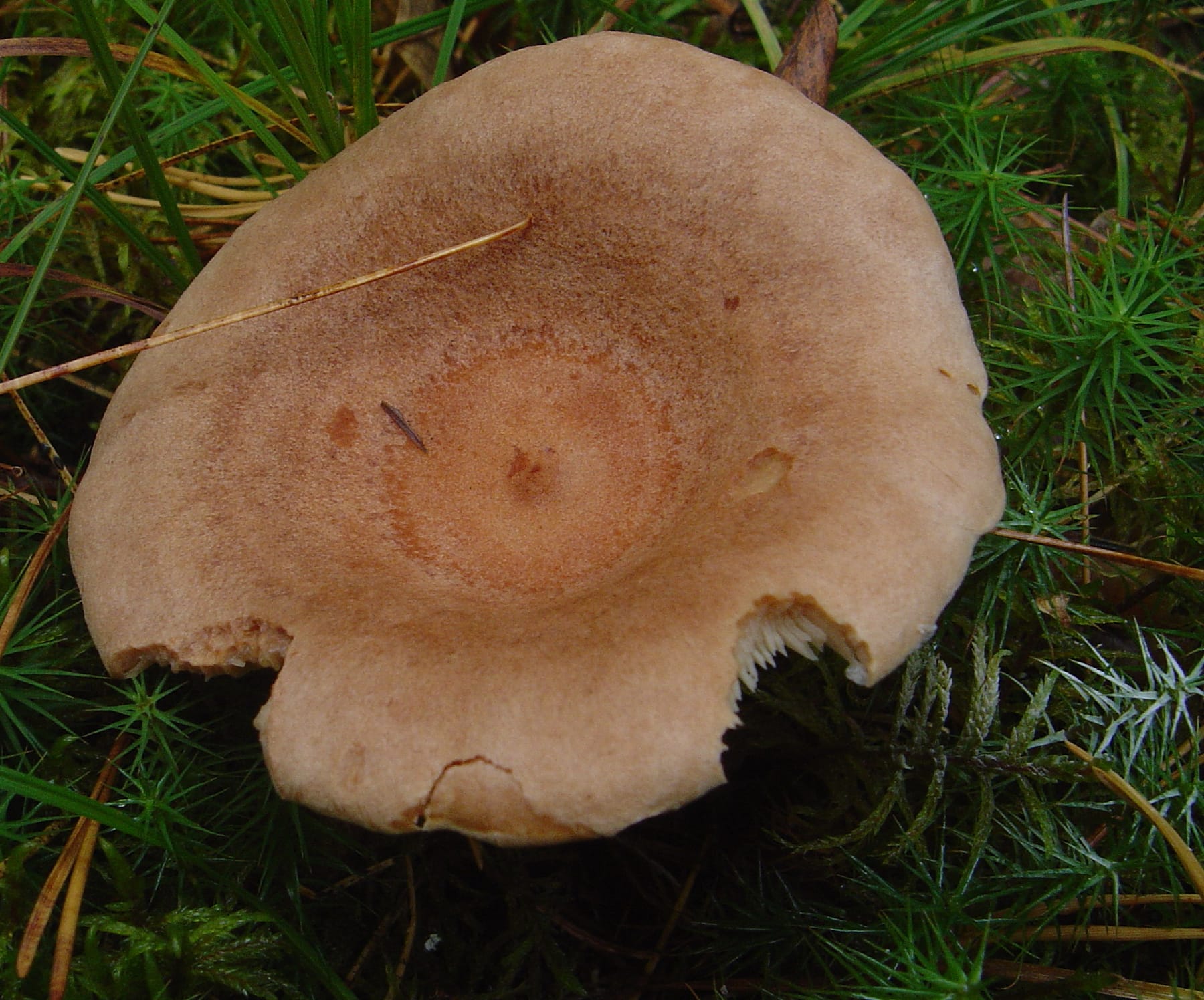 Mleczaj płowy (Lactarius helvus) — zdjęcie 1 z 4