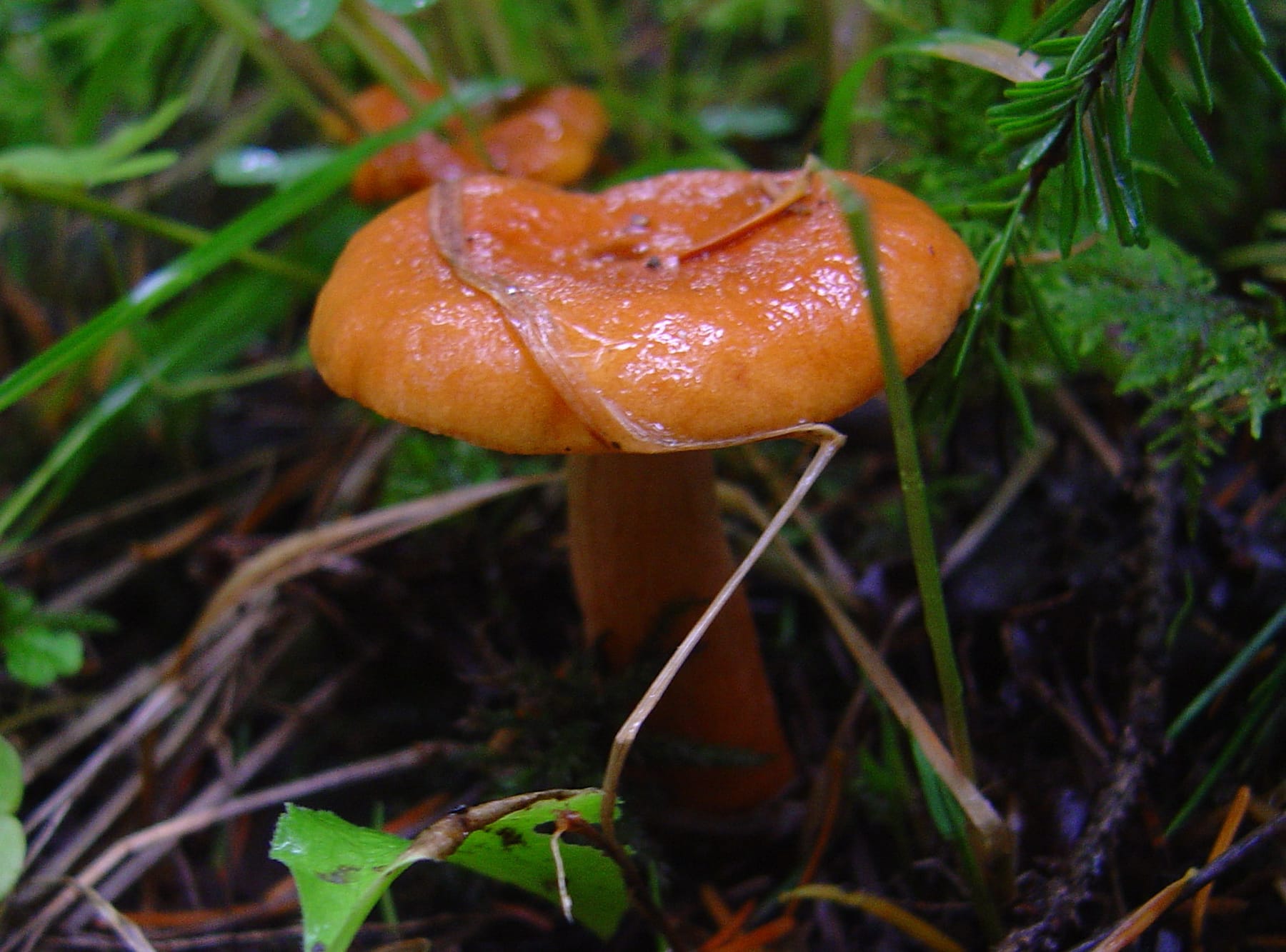 Mleczaj pomarańczowy (Lactarius aurantiacus) — zdjęcie 1 z 4