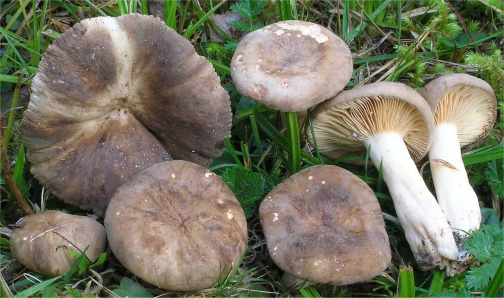 Mleczaj pomarszczony (Lactarius pterosporus) — zdjęcie 1 z 4