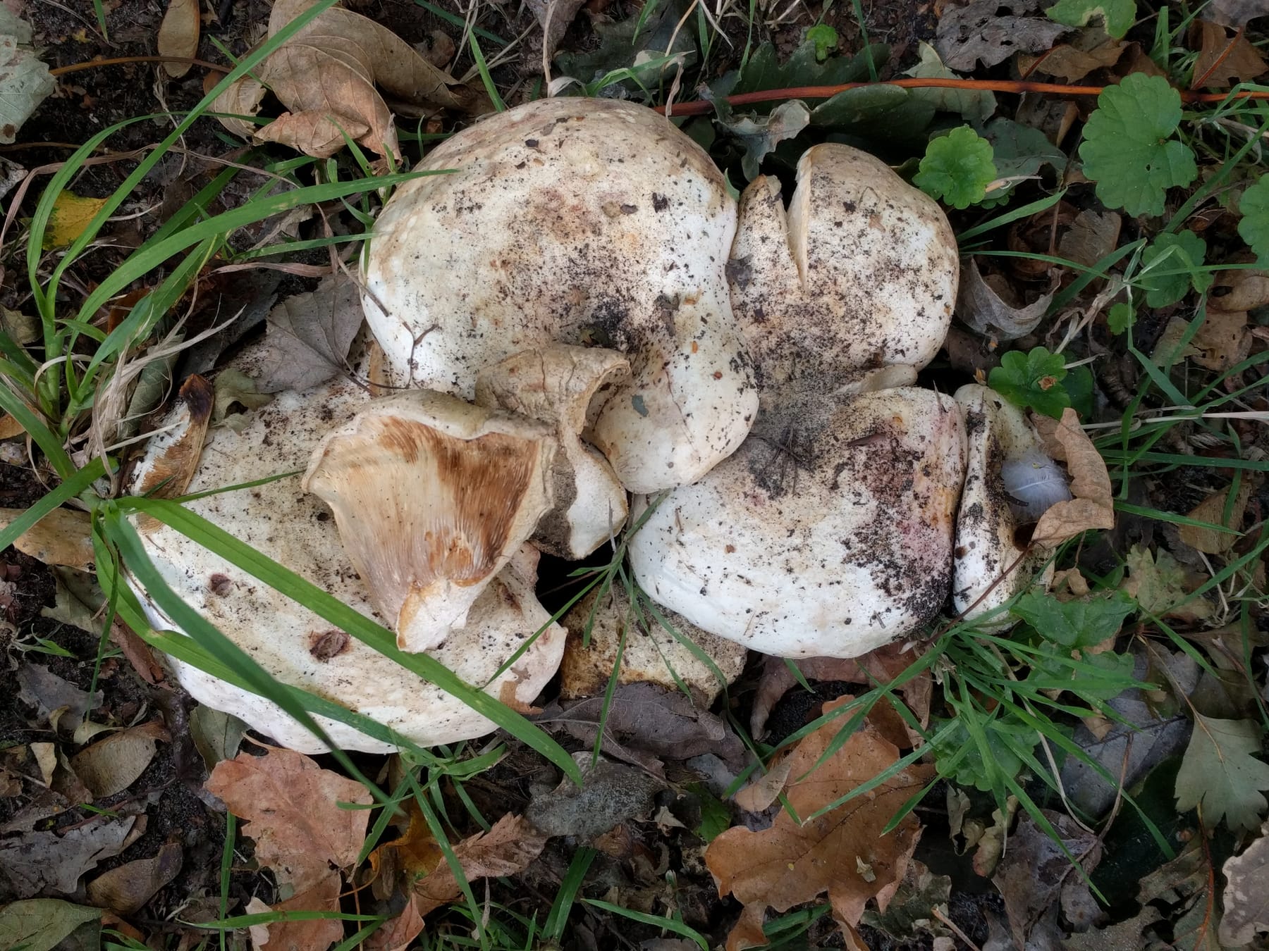 Mleczaj różowoblaszkowy (Lactarius controversus)