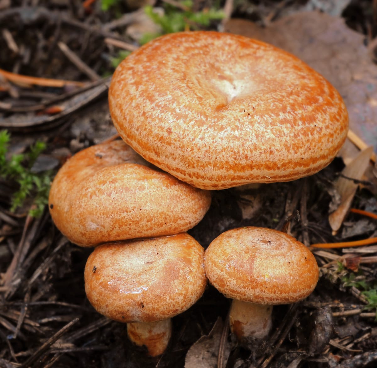 Mleczaj rydz (Lactarius deliciosus) — zdjęcie 1 z 4
