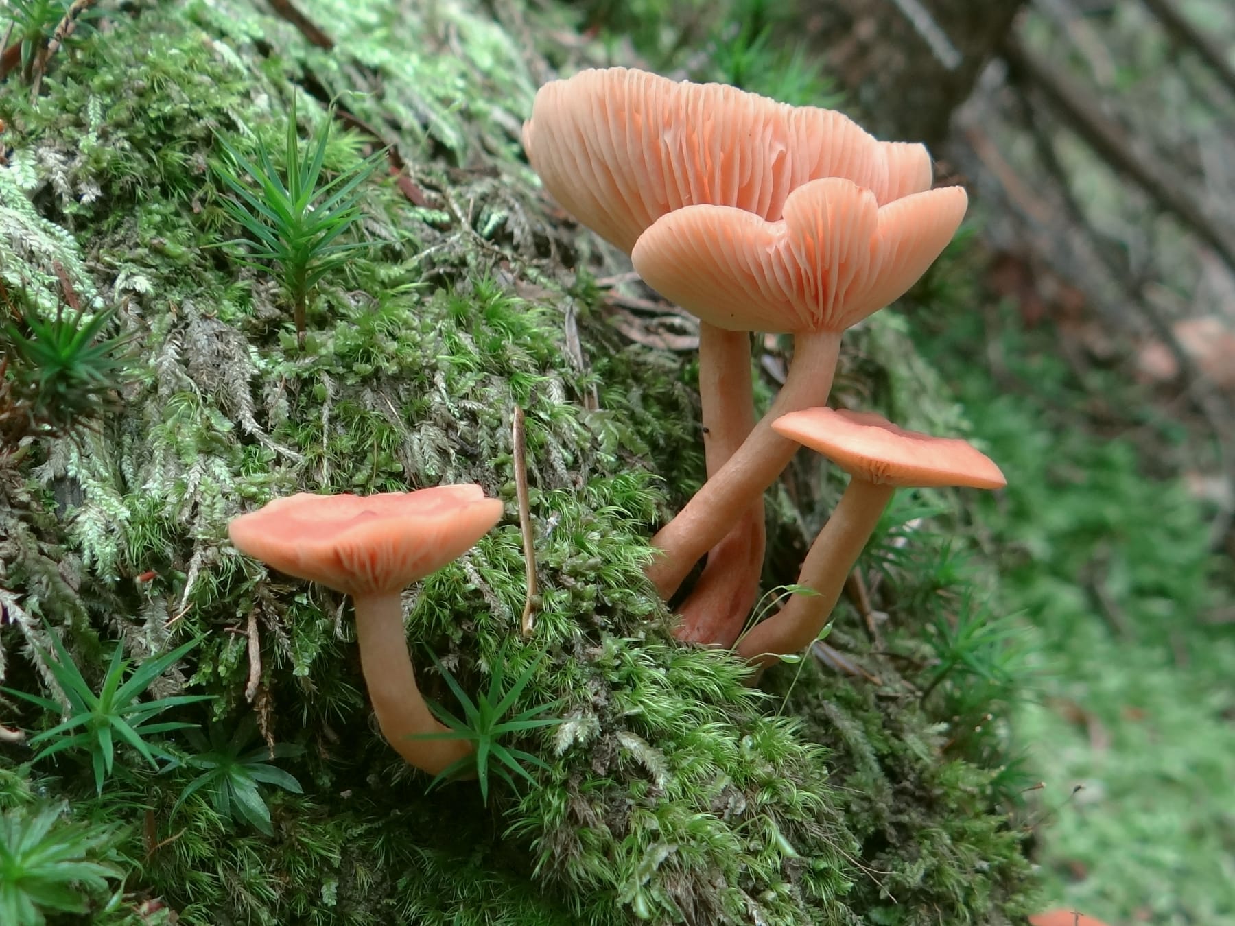 Mleczaj siarkowy (Lactarius theiogalus) — zdjęcie 1 z 4
