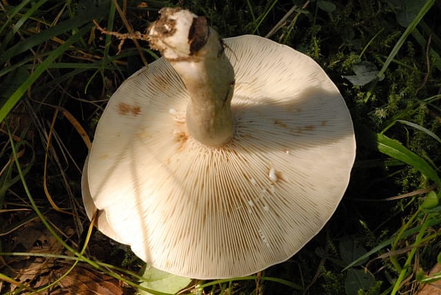 Mleczaj śliski (Lactarius fluens) — zdjęcie 1 z 4