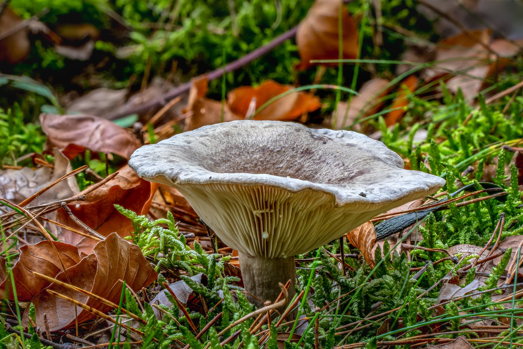 Mleczaj śluzowaty (Lactarius blennius) — zdjęcie 1 z 4