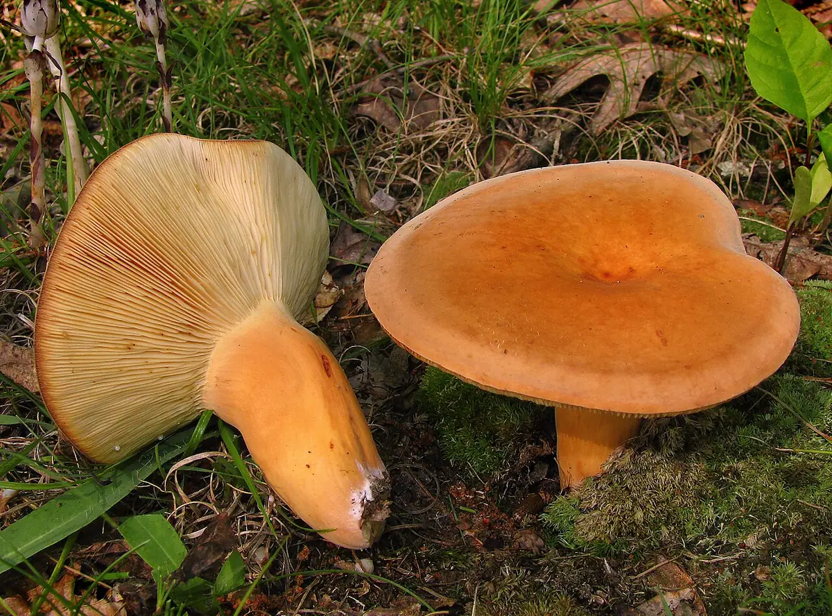 Mleczaj smaczny (Lactarius volemus) — zdjęcie 1 z 4