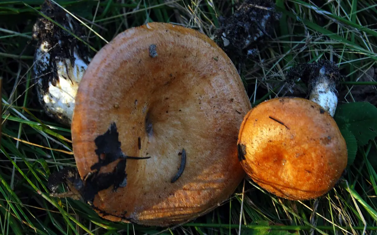 Mleczaj strefowany (Lactarius zonarioides) — zdjęcie 1 z 4