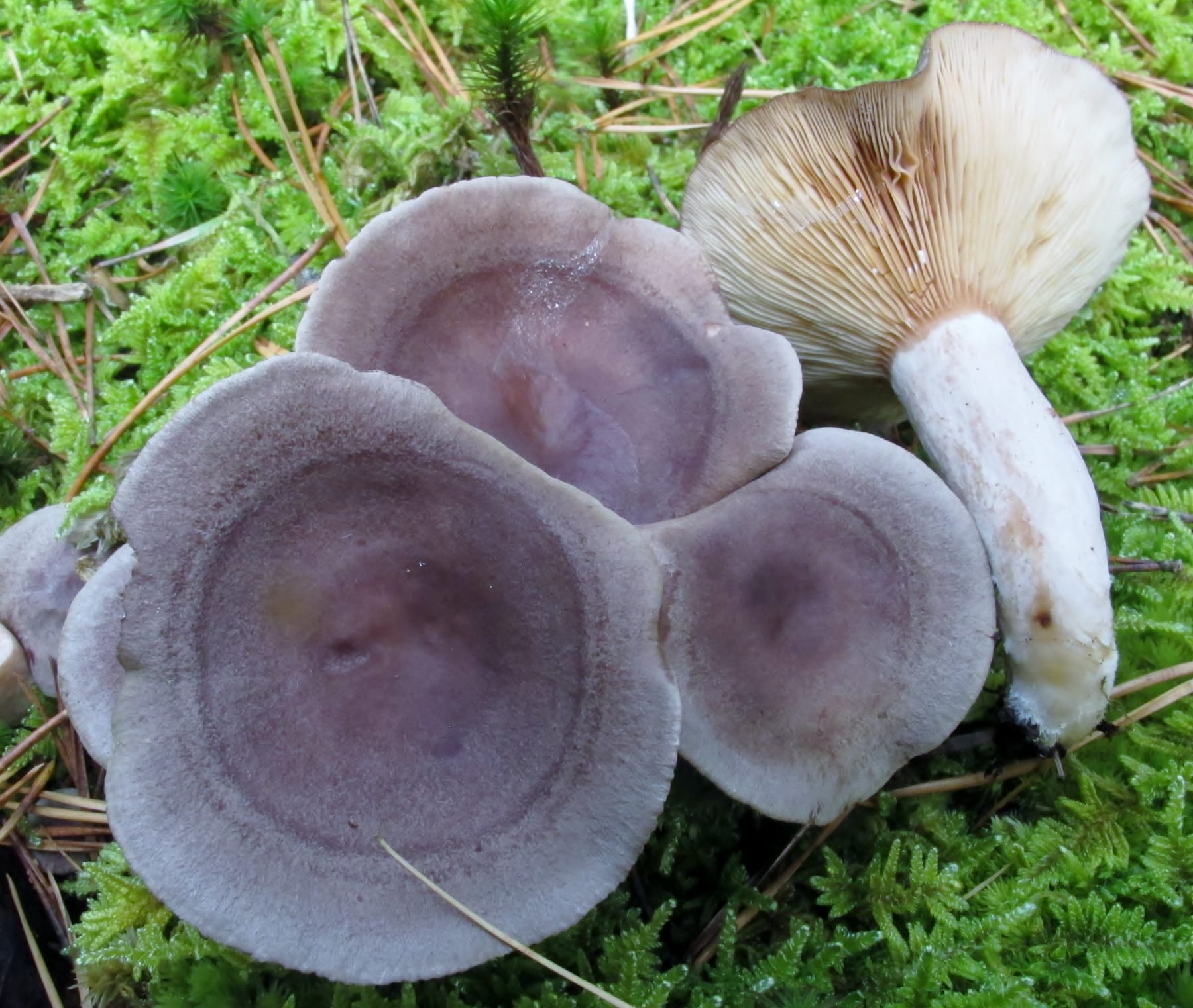 Mleczaj sutkowaty (Lactarius mammosus) — zdjęcie 1 z 4