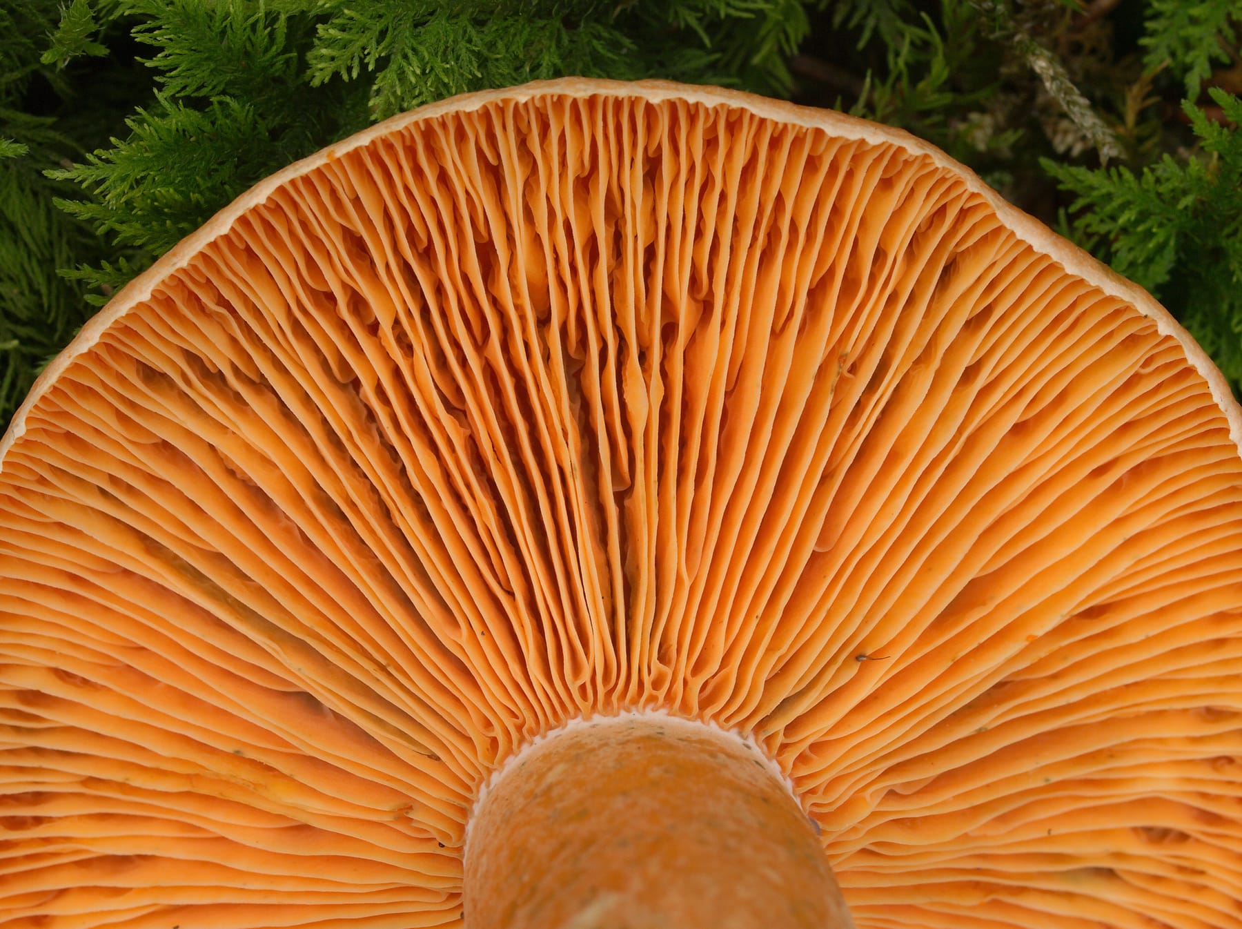Mleczaj świerkowy (Lactarius deterrimus) — zdjęcie 1 z 4