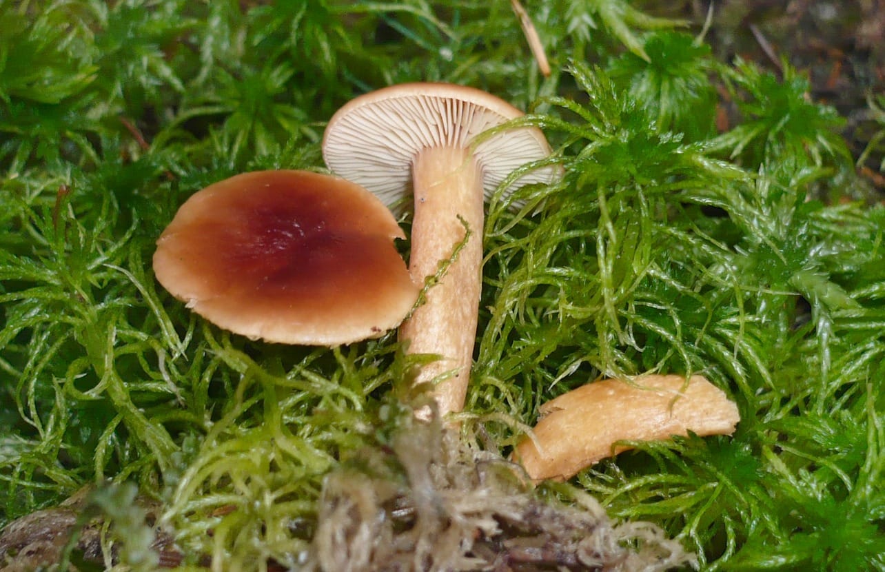Mleczaj torfowcowy (Lactarius sphagneti) — zdjęcie 1 z 4