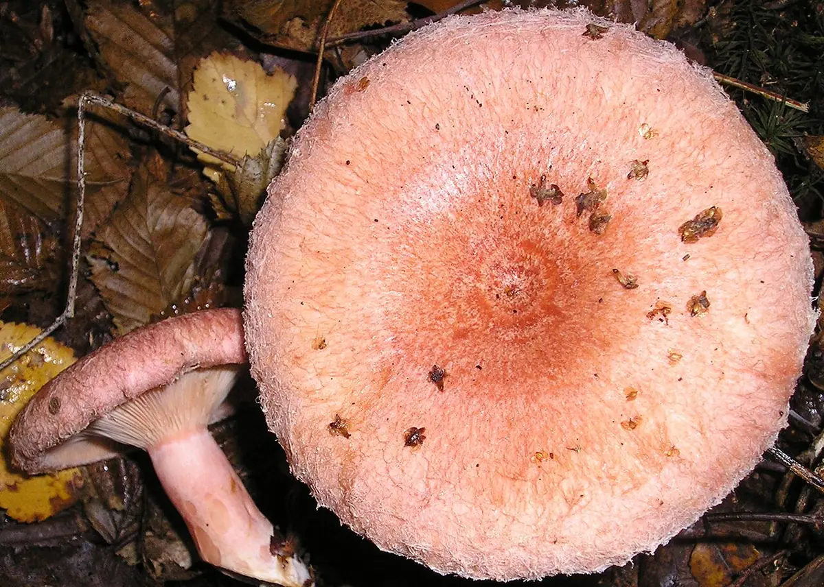 Mleczaj wełnianka (Lactarius torminosus) — zdjęcie 1 z 4