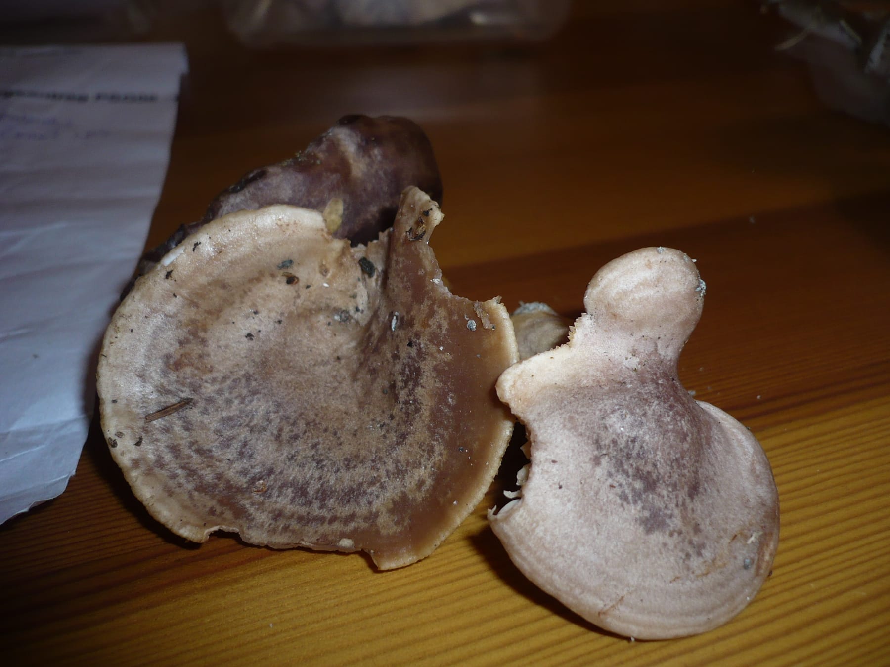 Mleczaj wygięty (Lactarius flexuosus) — zdjęcie 1 z 4