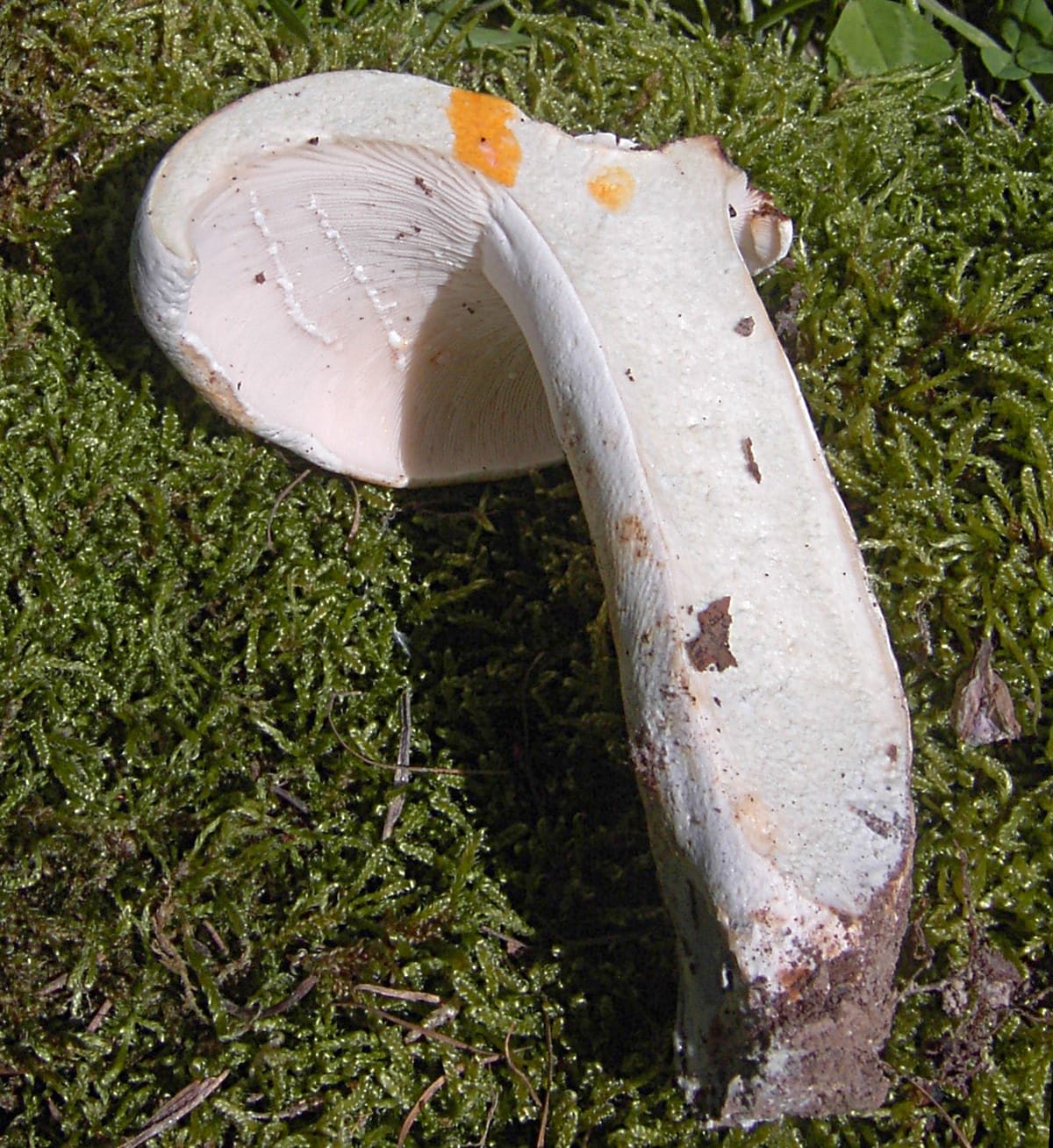 Mleczaj zieleniejący (Lactarius glaucescens) — zdjęcie 1 z 4