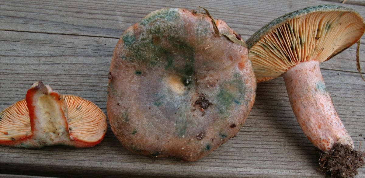 Mleczaj zmienny (Lactarius semisanguifluus)