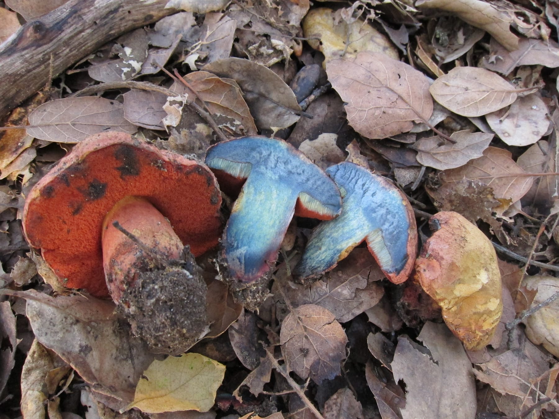 Modroborowik migdałowy (Suillellus amygdalinus) — zdjęcie 1 z 4