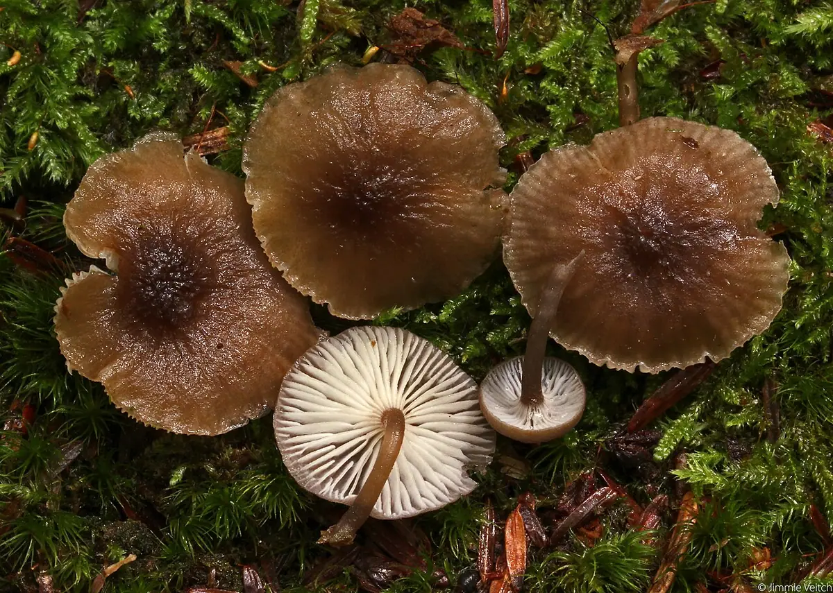 Mokronóżka brązowoostrzowa (Hydropus marginellus) — zdjęcie 1 z 4