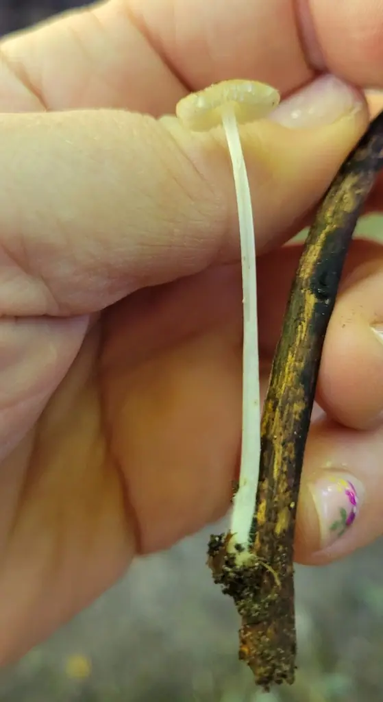 Mokronóżka bukowa (Hydropus subalpinus) — zdjęcie 1 z 4
