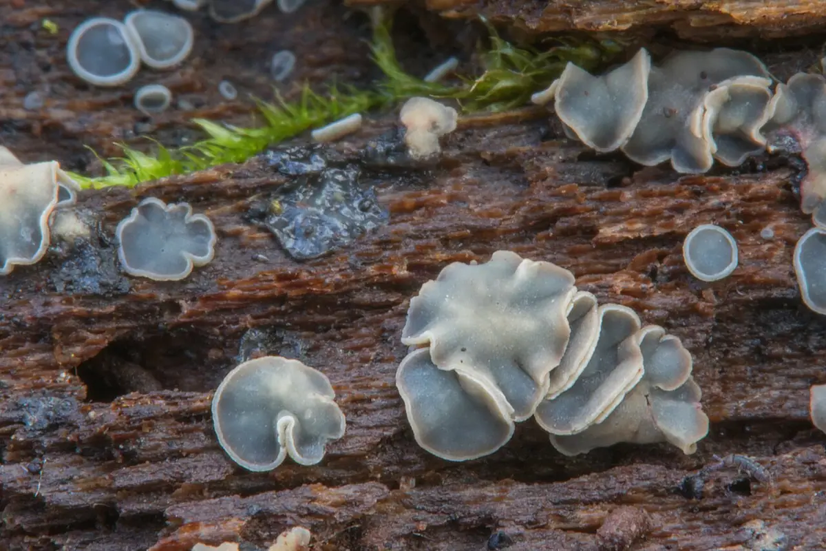 Molisja popielata (Mollisia cinerea) — zdjęcie 1 z 4