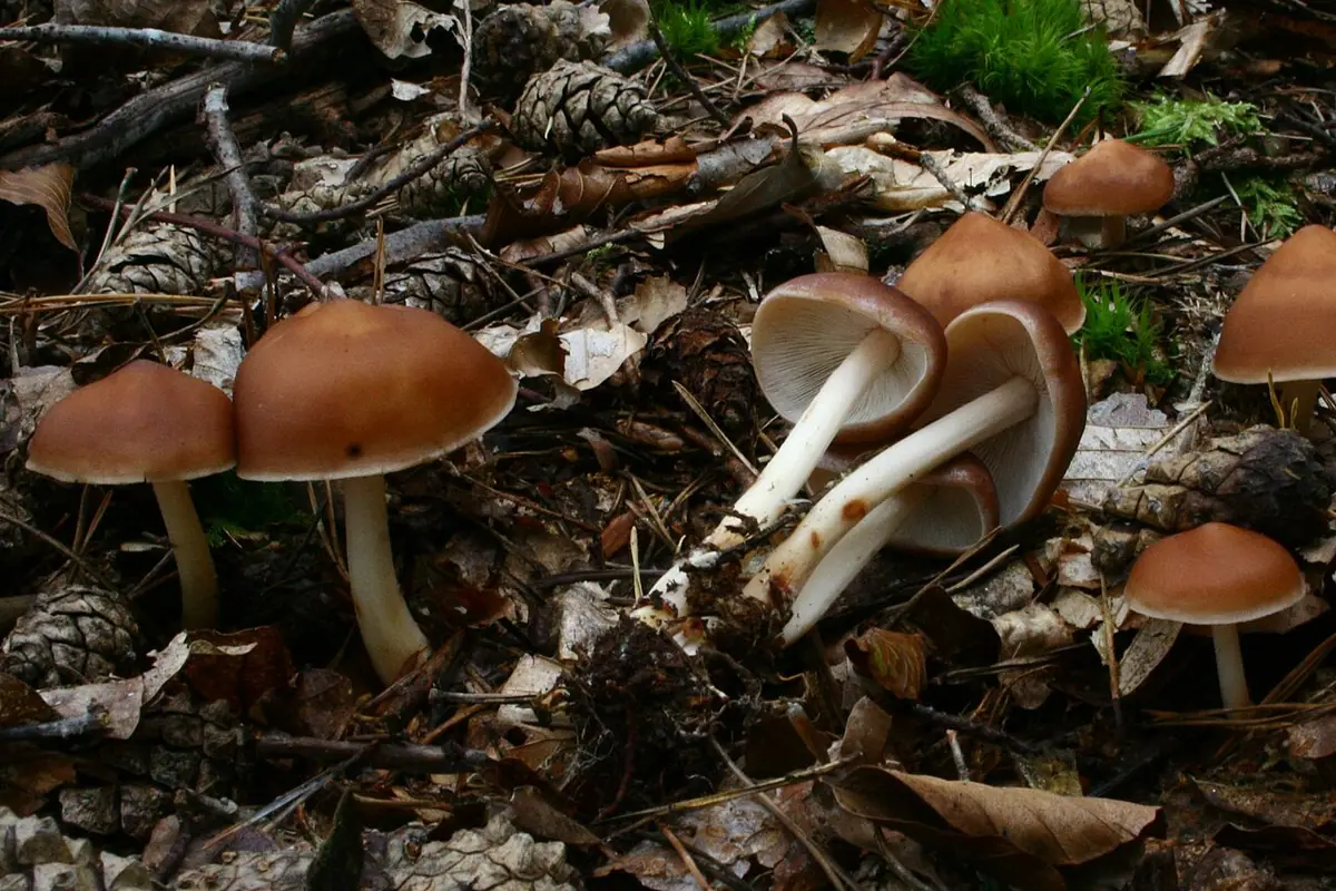 Monetnica karbowanoblaszkowa (Rhodocollybia prolixa) — zdjęcie 1 z 4